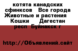 котята канадских сфинксов - Все города Животные и растения » Кошки   . Дагестан респ.,Буйнакск г.